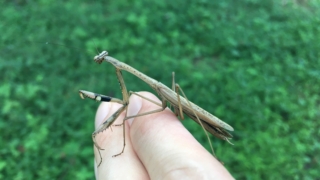 コカマキリ