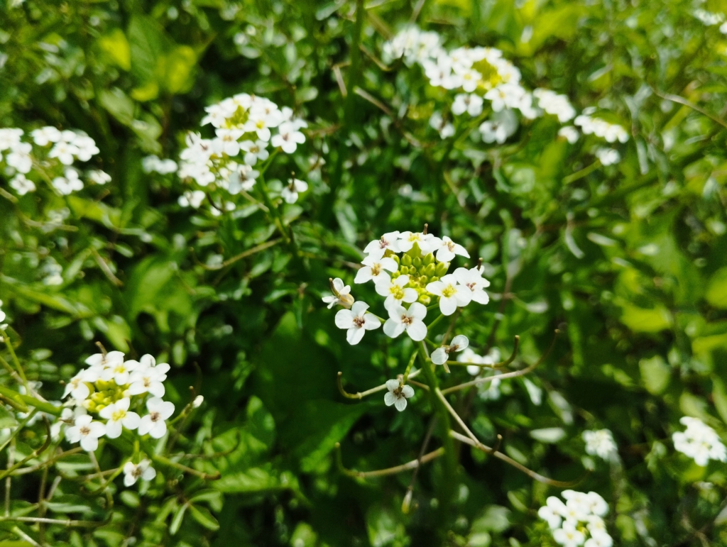 クレソン（オランダガラシ）の花