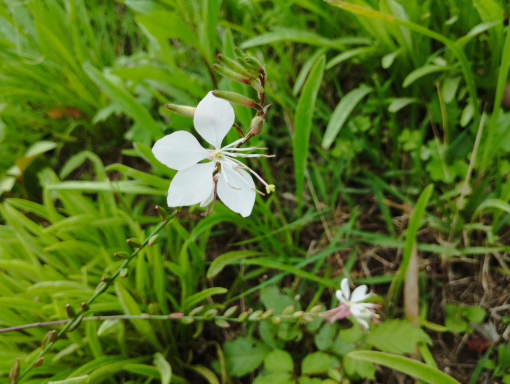 白蝶草　ガウラ