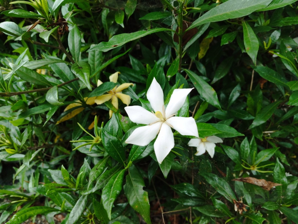 クチナシの花