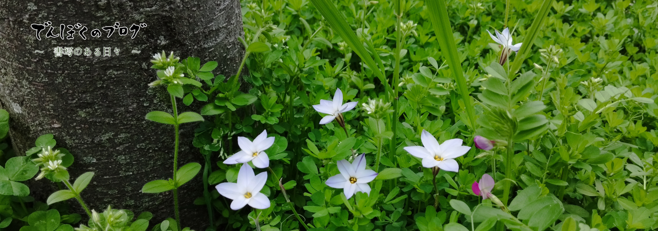 でんぼくのブログ